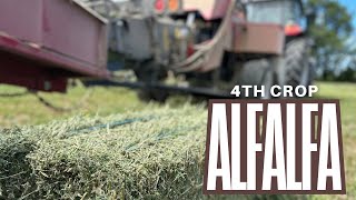 Baling BEAUTIFUL Alfalfa  Simplicity of SimplEBale with the 1842S amp 4250T Baron hay [upl. by Mohorva743]