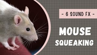 Mouse squeaking sound effects no copyright [upl. by Ecirehc]