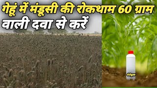 wheat PreEmergence Herbicides।gehun me gulli danda ya mandusi ki roktham।गेहूं में मंडूसी की रोकथाम [upl. by Guerra257]