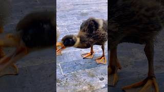 Adorable Duckling Alert 🚨🐣🦆 angryduck funny duck [upl. by Dnalevets]