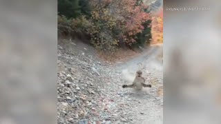 Viral video shows cougar stalking Utah hiker in terrifying 6minute encounter  FULL VIDEO  ABC7 [upl. by Wisnicki]