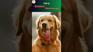 Top 10 Most Adorable Dogs Ever [upl. by Bethena]