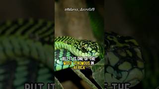 Can you survive a boomslang bite [upl. by Bergstein]