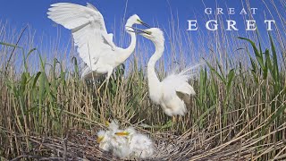 Great Egret Birds during breeding season [upl. by Elon]