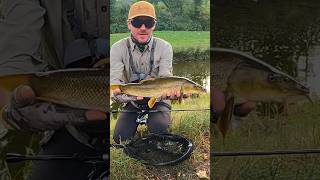 Fishing Barbel in Swiss River Catch amp Release fishing [upl. by Niatsirhc478]