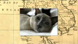 Cats 101 Siamese [upl. by Demetris]