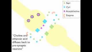 Synaptic Transmission at a Cholinergenic Synapse Animation [upl. by Fontes]