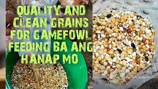 QUALITY AND CLEAN GRAINS FOR GAMEFOWL FEEDING BA ANG HANAP MO [upl. by Notsirhc727]