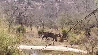 Tigers in Mukundra Hills National Park Kota Rajasthan [upl. by Mcquade656]