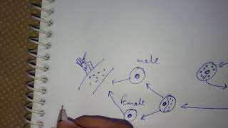 Life cycle of plasmodium [upl. by Enneirb993]