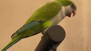 the monk parakeet talk with human [upl. by Nnek]