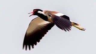 Redwattled lapwing Sounds [upl. by Duhl]