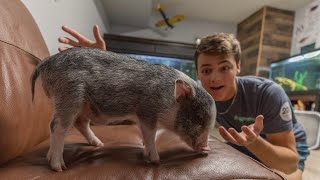 My NEW Pet PIGLET bubba [upl. by Narat]