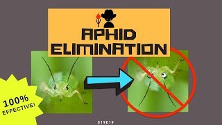 Aphid Elimination ONCE AND FOR ALL Includes 3Week Comparison  S19EP19 [upl. by Jobye]