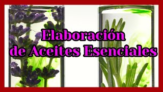 Un VIAJE AROMÁTICO Elaboración de Aceites Esenciales [upl. by Pisarik]