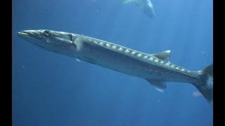 Grote barracudas  Great barracudas  Ocean  Burgers Zoo [upl. by Kohcztiy]