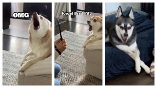 Dramatic Mini Husky Loses His Mind When He Sees Reflection For The First Time [upl. by Krebs]