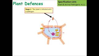 A Level Biology Plant Defences Lesson [upl. by Thacher189]