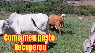 quotRecuperando a Pastagem A Renovação Após as Chuvasquot [upl. by Yrneh277]