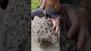 Whats Inside a Giant Hornet Nest We Cut It Open hornets hornetnest hornet beekeeping [upl. by Marka]