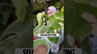 Selesai repotting kebunlife plants berkebun garden repotting tanamanhias houseplants [upl. by Yahsan]