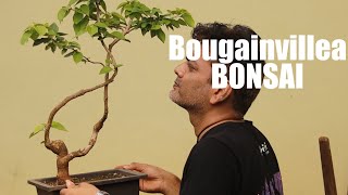 Bougainvillea Bonsai  Repot [upl. by Jurgen855]