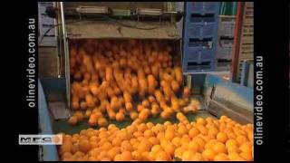 Mildura Fruit Compnay presentation video [upl. by Eiramannod273]