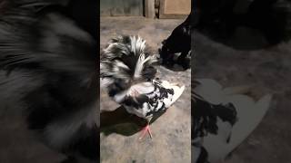 ফেন্সি কবুতর ছেড়ে দিলে কি হয় shortvideo pigeon fancypigeonloft [upl. by Eekcaj651]