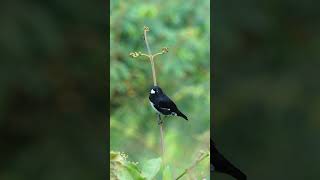 Blackandwhite Seedeater  Papacapim birds shorsts nature wildlife seedeater papacapim [upl. by Hajidak229]