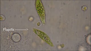 Euglena  The Flagellate [upl. by Selene]