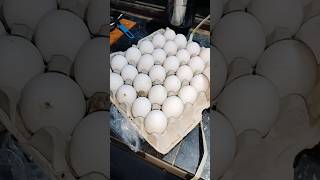 Boil Egg Fry Anda Boil Fry Boil Egg Recipe shorts food egg eggs [upl. by Arahsat]