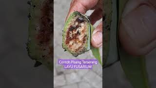 LAYU FUSARIUM pisang buahpisang buahtropis gagalpanen petanipisang [upl. by Melvin]