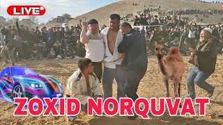 ZOXID amp NORQUVAT UZUN SERHARAKAT KATTA KURASH 17112024 [upl. by Dorrahs]