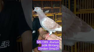 Merpati balap CBS BKL SI 24 Guys shorts pigeon [upl. by Flowers]