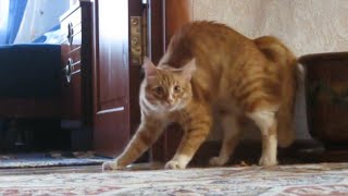 Adrenaline Cats  Funny Cat Video Compilation 2020 [upl. by Lyndell518]