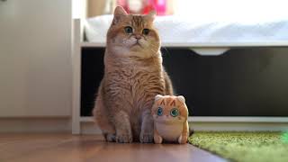 Mini Hosico Cuddle Plush [upl. by Giovanni]