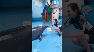 Dolphin lover ❤️❤️😍।। viral shorttreanding reel [upl. by Acinaj429]