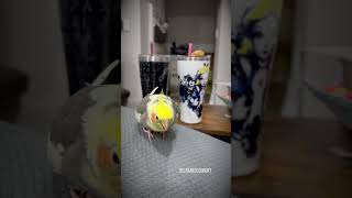 Cockatiel Tells Off Human for Not Sharing Pasta  Extended Version  Tiel Named Loubert [upl. by Eiramnna]