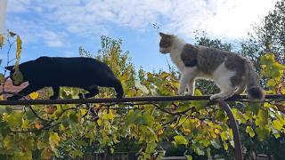 Feline Acrobatics Cats Walking the Fence [upl. by Llertnod]