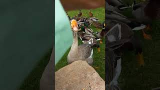 Crazy Goose Grabs My Leg For Seed babyanimals [upl. by Llenrahs469]