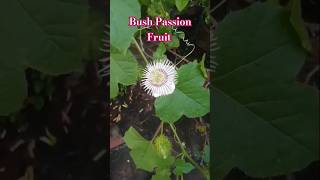 சிறுபூனைகாலிதண்ணீர் சோற்றுபழம்மொசுக்கட்டான் கொடிWild Maracuja BushPassiflora Foetida [upl. by Roel]