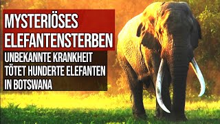 Mysteriöses Elefantensterben  Unbekannte Krankheit tötet hunderte Elefanten in Botswana [upl. by Ennyroc894]