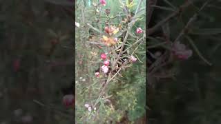 Hoa Manuka  Leptospermum scoparium [upl. by Nosaes]