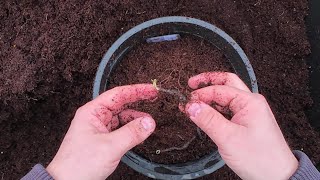 Horticulturalist pots up spring flowering Anemone 4K [upl. by Atnahs]