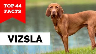 99 of Vizsla Owners Dont Know This [upl. by Blalock]