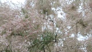 The Honey Bees in my Tamarisk tree [upl. by Penney]