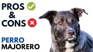 Perro Majorero Dog Pros and Cons  Majorero Dog Advantages and Disadvantages [upl. by Acker]