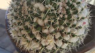 Mammillaria Cactus in Bloom [upl. by Ardnayek696]