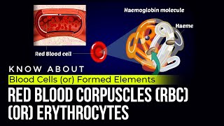 Red Blood Corpuscles RBC or Erythrocytes  Blood cells or formed elements [upl. by Halima]