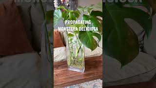 How to propagate Monstera Deliciosa from cuttings EASY houseplants plants propagation monstera [upl. by Atineg524]